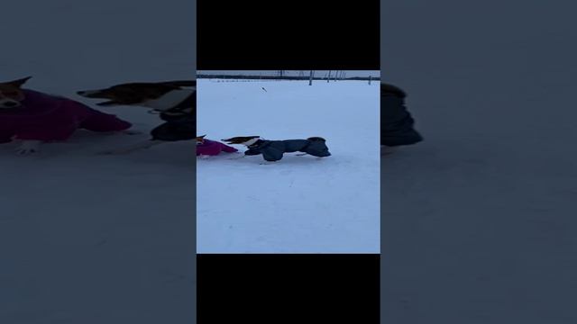 Вася и Салли