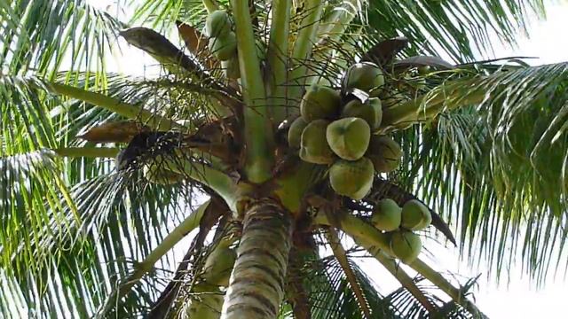 Boy climbing a coconut tree - Panasonic Lumix DMC-TZ5 смотреть онлайн