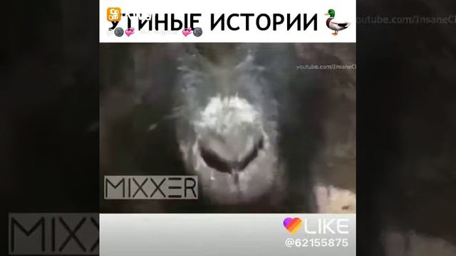 Утиные истори музыка смотреть онлайн