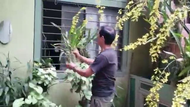 Como cultivar el Oncidiun Lluvia de oro. смотреть онлайн