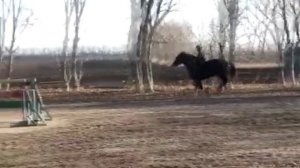 Как удержаться верхом на огромной лошади без седла