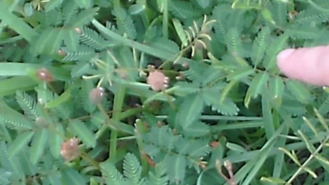 A Touchy Feely Sensitive Plant Named Mimosa Pudica смотреть онлайн