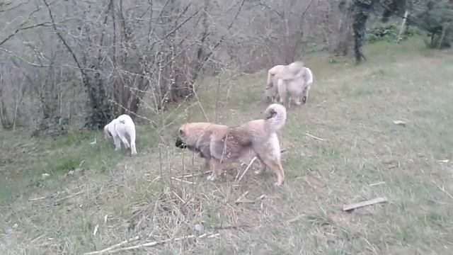 Кавказец немец и алабай . Красавци смотреть онлайн