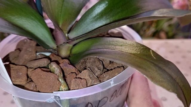 Обзор | Новая Орхидея | Phal. Prosecco; Просекко | Подарок Марины "Мир Цветов и Орхидей" смотреть онлайн