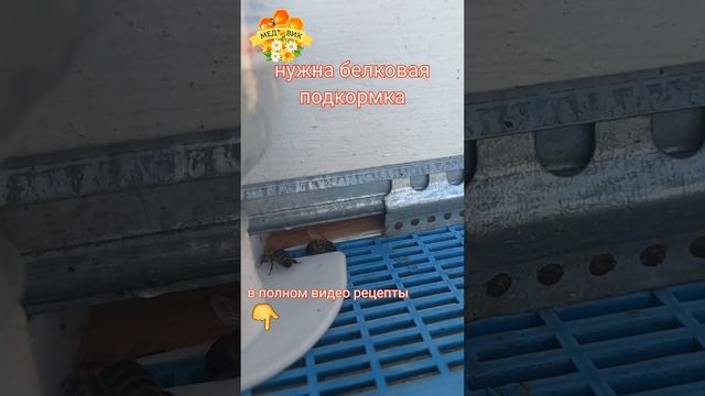 Когда нет пыльцы или очень мало - белковая подкормка необходима. смотреть онлайн