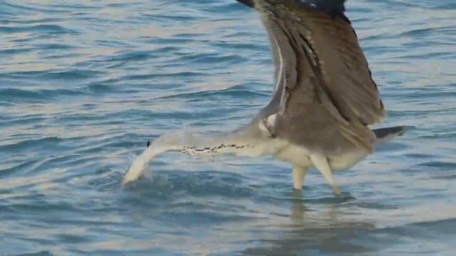 Maldivian Fishing - Рыбалка на Мальдивах :) смотреть онлайн
