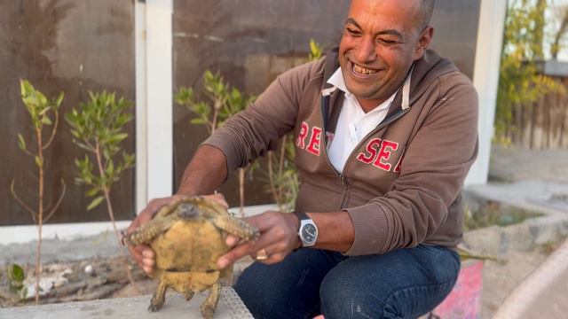 Веселая черепаха 