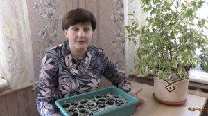 Рассада перца | Почему перец не спешит выпускать настоящие листья