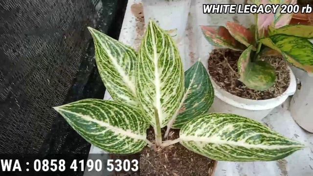 LARIS BANGET | OBRAL AGLONEMA MURAH | TANIAN SENDIRI | COCOK UNTUK PEMULA | BAGIAN 25 смотреть онлайн