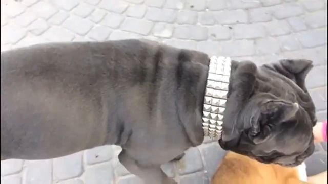 [Cane Corso Enzo & Xena] CZYLI WIELKI POWRÓT смотреть онлайн