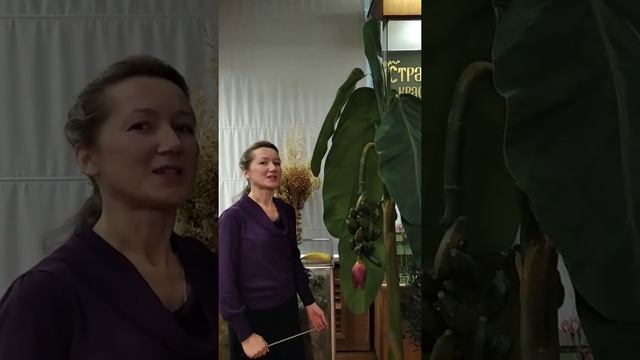 #shorts Банан - это трава, фрукт и овощ! смотреть онлайн