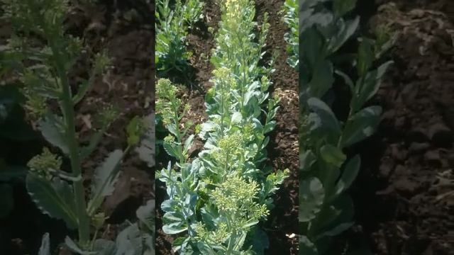 Семена капусты сорт харьковская зимняя!!! смотреть онлайн