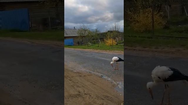 Аист вышел на дорогу (зделано в Беларуси) смотреть онлайн