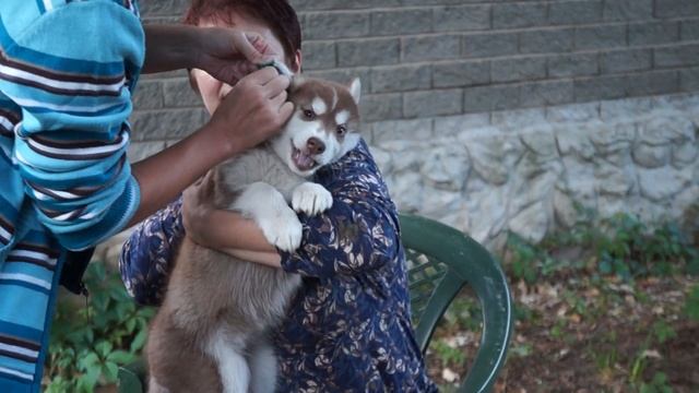 щенку ставят клеймо на ушке. смотреть онлайн