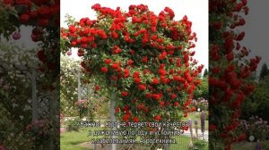 Роза Амадеус