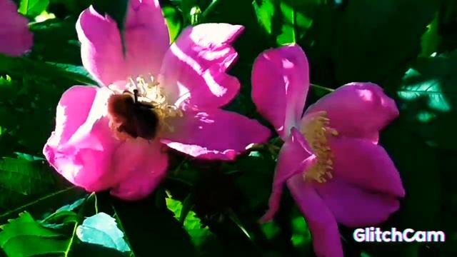 roses ? pink flowers ??? roses розовые цветы чайной розы смотреть онлайн