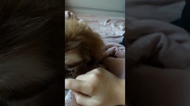 РЕАКЦИЯ МОЕЙ СОБАКИ КОГДА Я ЕЁ ТИПА РУГАЮ!!!!! смотреть онлайн