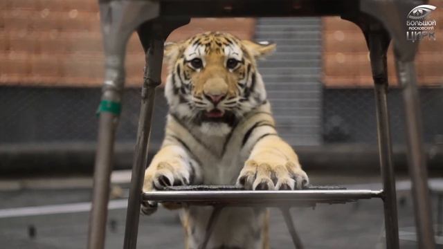 Хищники вернулись😎 смотреть онлайн