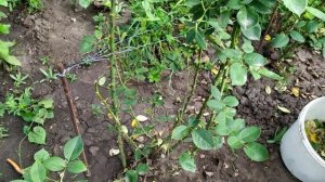 Чёрная пятнистость на розах.Лечение болезни и как с ней бороться.