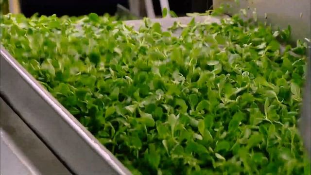 Salade : L'or Vert Du Pays Nantais