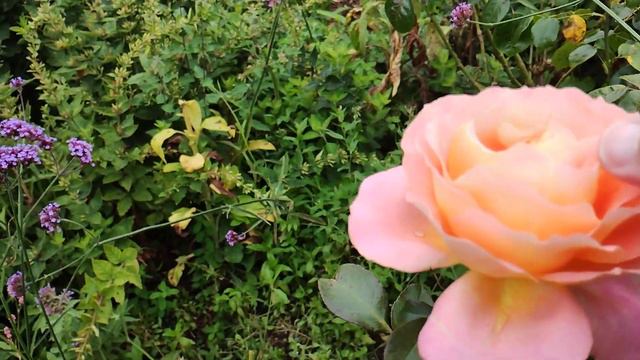Alpine Sunset rose short supplement to main video смотреть онлайн