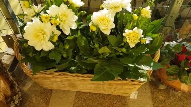 ⭐КУПИЛИ СТАТУЮ в сад I ПОКУПКИ ИЗ LEROY MERLIN и IKEA смотреть онлайн