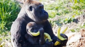 Горилла. Энциклопедия для детей про животных. Тропики