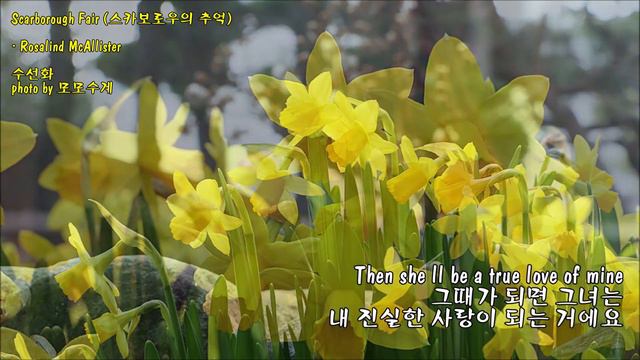 수선화 & Scarborough Fair (스카보로우의 추억) / Rosalind McAllister & photo by 모모수계 смотреть онлайн