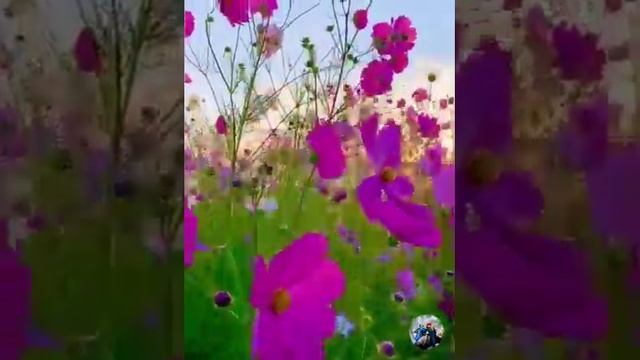 Les Gusta Estos Paisajes. ?️?.mp4