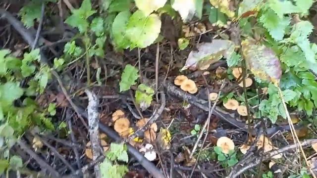 ПОЗДНИЕ ОПЯТА. НЕОБЫЧНЫЙ УРОЖАЙ. ???