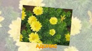 ПОСАДКА ЦВЕТОВ ОСЕНЬЮ.?? КАКИЕ ЦВЕТЫ МОЖНО И НУЖНО СЕЯТЬ ПОД ЗИМУ