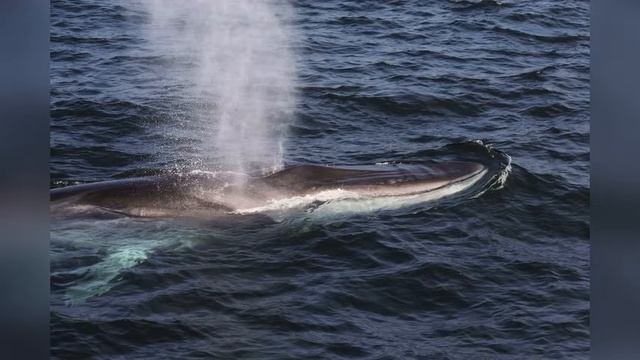 Чудо-юдо рыба-кит. Рассказ о финвалах. смотреть онлайн