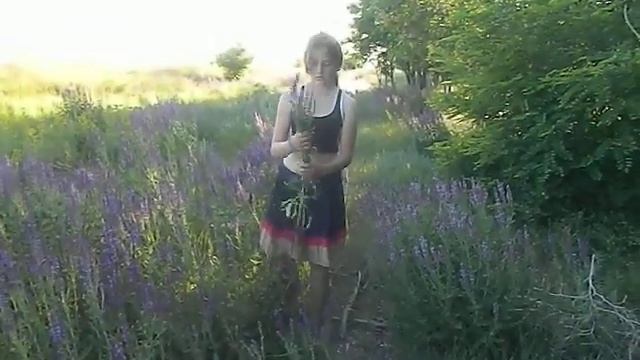 Шалфей лекарственный, рецепты, сбор смотреть онлайн