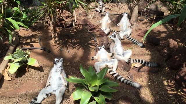 Funny Animals - Lemurs from Madagascar смотреть онлайн