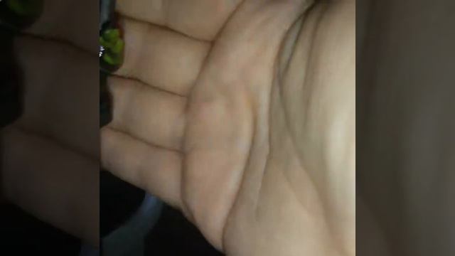 Цветы в доме смотреть онлайн