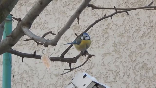 Помощь пернатым. Кормление птиц зимой. 2021! смотреть онлайн