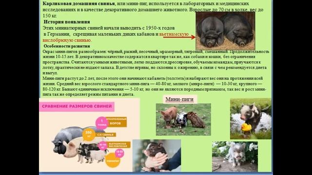 Копытные животные | В мире животных