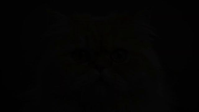 Persian Cat Face Close Up with isolated color background - Free images Generated with AI смотреть онлайн
