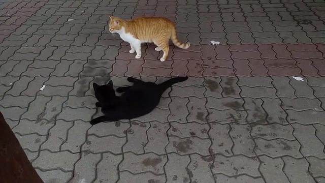Забавные и славные игры котиков у чёрного моря смотреть онлайн