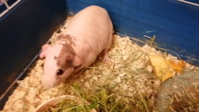 Самка далматин Фанта Гном 29.08.2019 года рождения