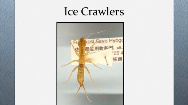 Introduction to Insects General Info 3 part 1 смотреть онлайн