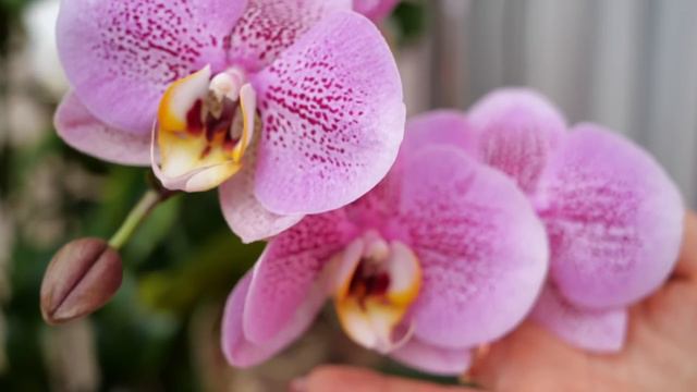 Чёрная бородавка на стволе УДАЛЯТЬ? | Снимала вялую орхидею с пня | Корни орхидей после пересадок смотреть онлайн