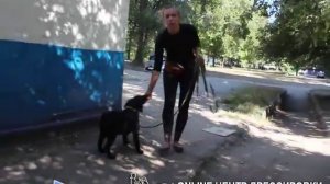 Почему собака игнорирует хозяина на улице? Как добиться внимания от собаки или щенка?