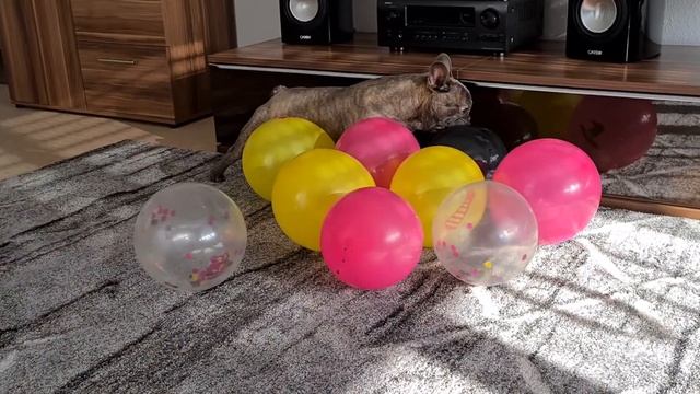 Французский бульдог и Воздушные шарики смотреть онлайн