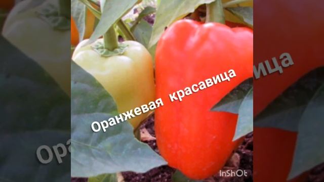 Биогумус купить