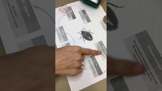 Резистентные тараканы и клопы. смотреть онлайн