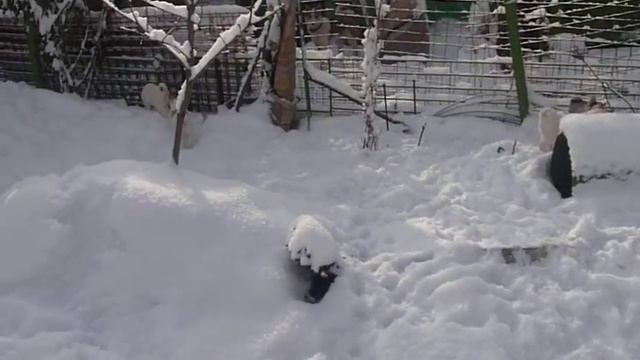 зсл щенята 1.5 месяца смотреть онлайн