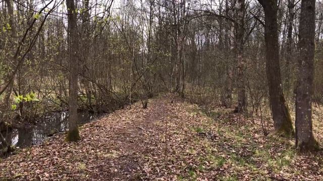 Путь Друида: Ответы на Частые Вопросы. Часть 1 смотреть онлайн