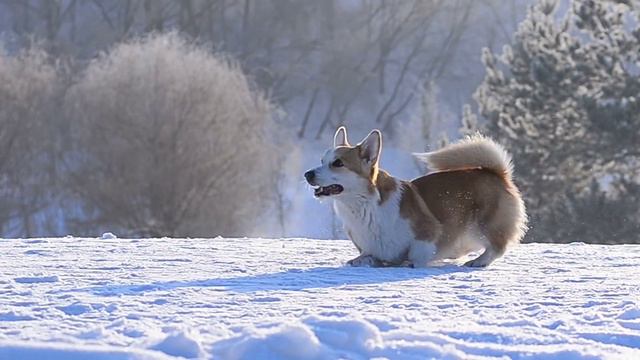 Dog Tricks by Welsh Corgi Pembroke Nessi! смотреть онлайн