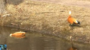 Утка огарь или красная утка (Tadorna ferruginea)